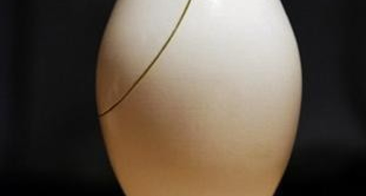 Селекционеры вывели новый телефон