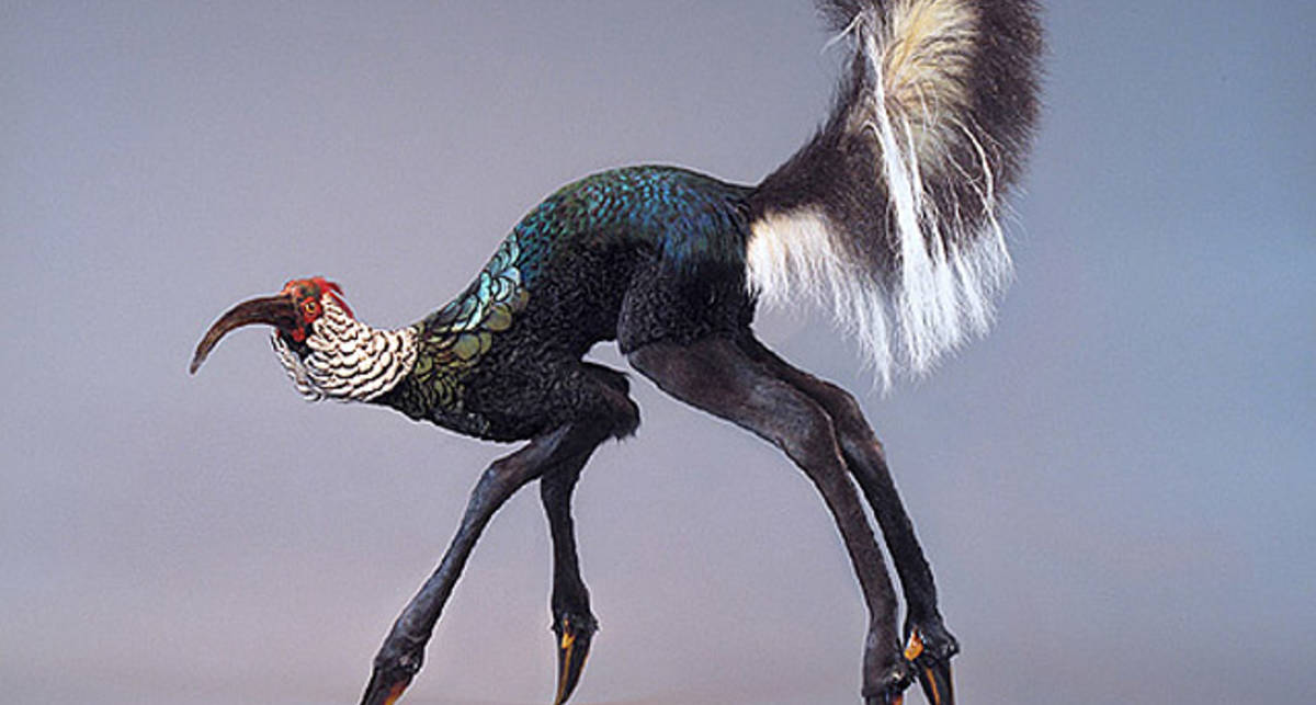 Птица-енот, крабо-белка и другие шедевры таксидермии