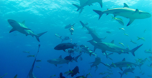 Безжалостные убийцы морей и океанов