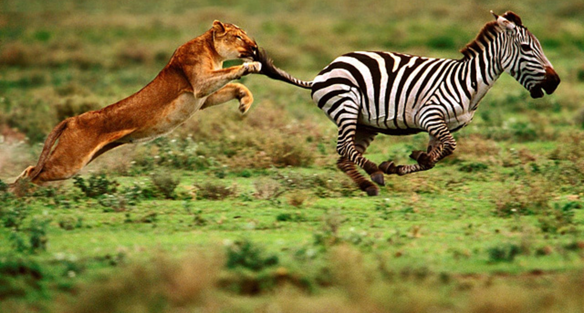 Кошки бывают не только мягкими и пушистыми