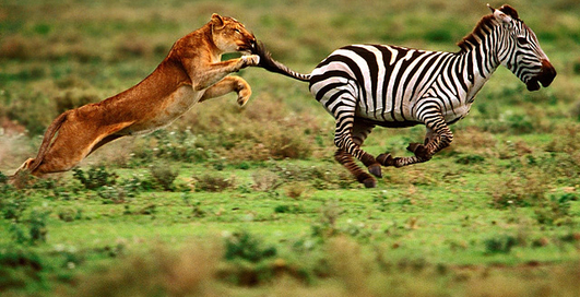 Кошки бывают не только мягкими и пушистыми