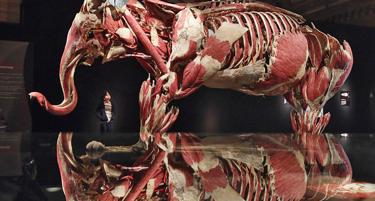 Шокирующая выставка гения пластинации