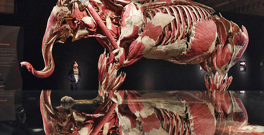 Шокирующая выставка гения пластинации