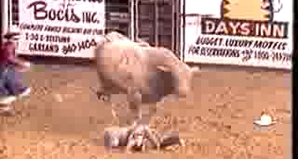 Бык и родео