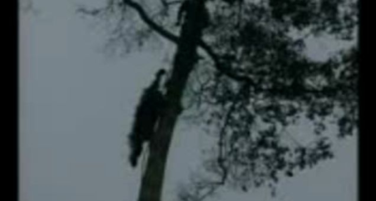 Спасение орангутанов в Индонезии