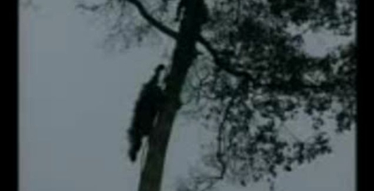 Спасение орангутанов в Индонезии