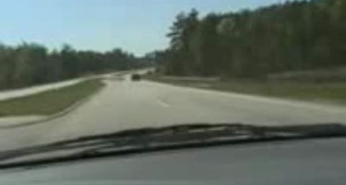 Птичку жалко