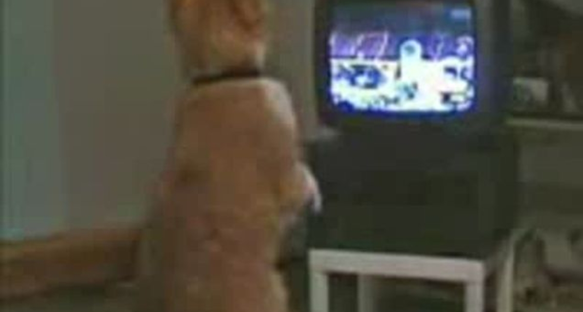 Кот боксер))