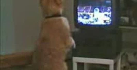 Кот боксер))