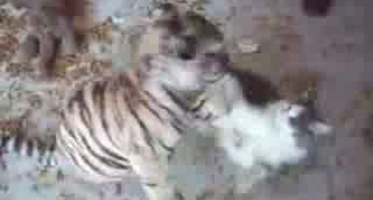 Драка. Тигр vs Кот