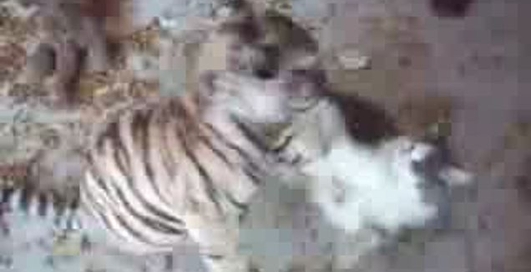 Драка. Тигр vs Кот