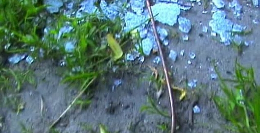 Маршрутер 249