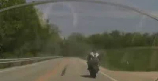 Животное разорвало пополам (