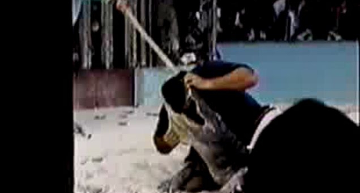 крокодил укусил