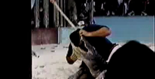 крокодил укусил