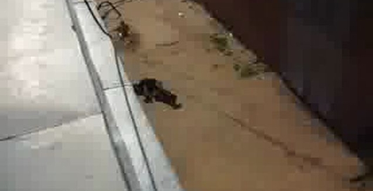 фанатам паркура