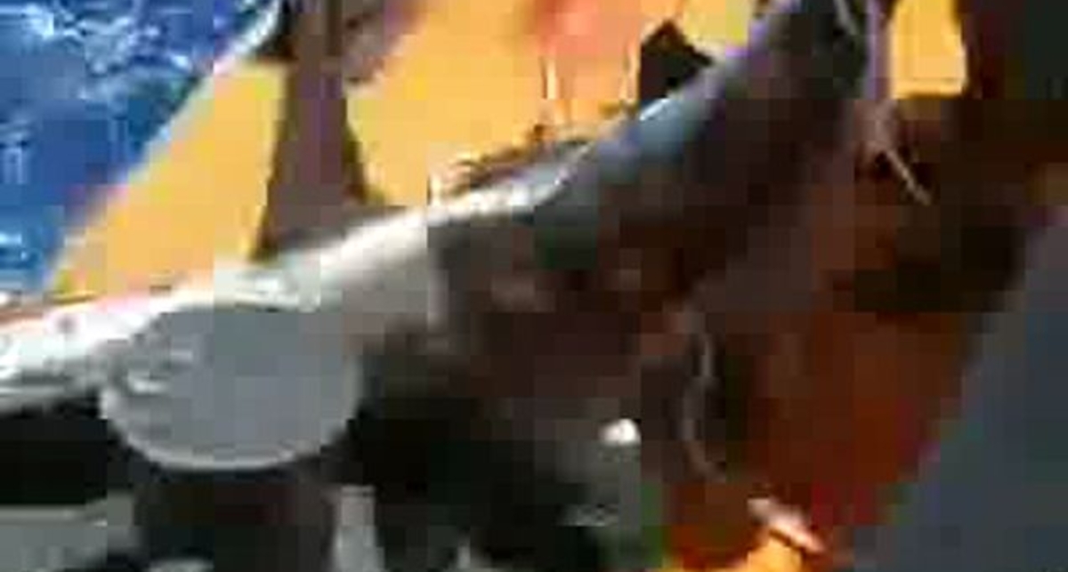 кусюча акула