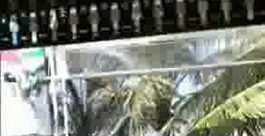 Цунами... Тайланд