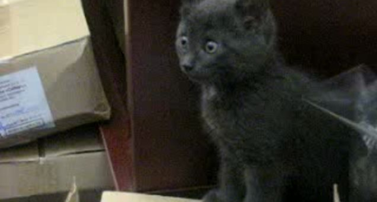 котик кусачий