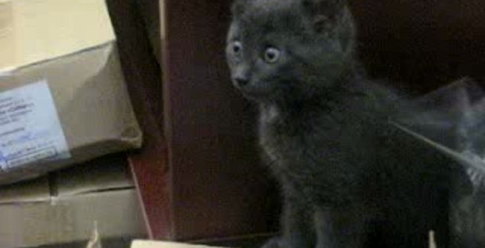 котик кусачий