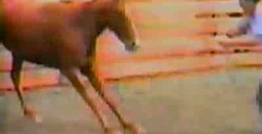 плюха т лошади