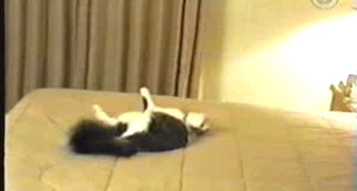 перепуганная кошка