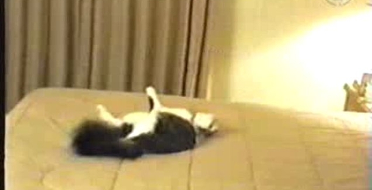 перепуганная кошка