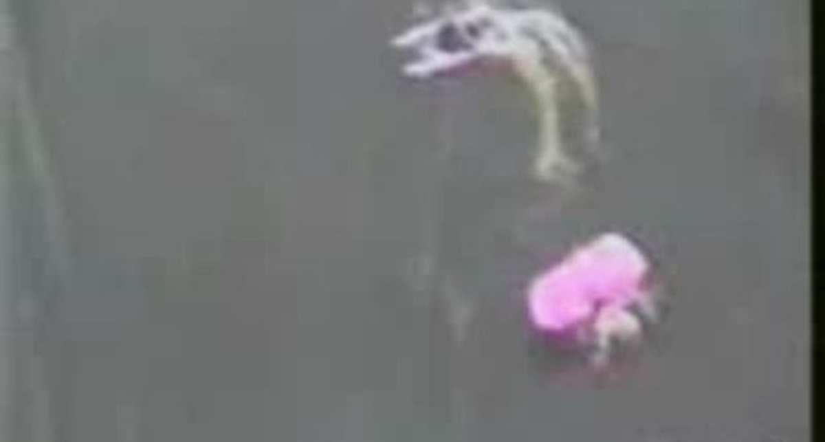 Столкновение в воздухе