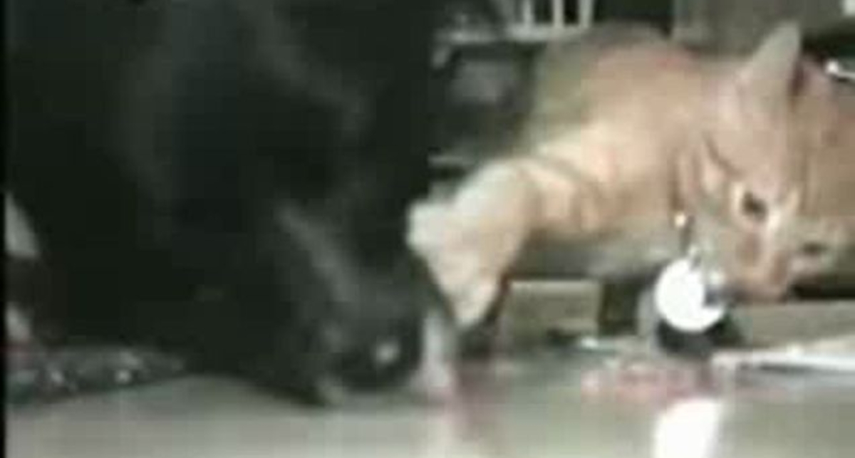 во , нармальный кот