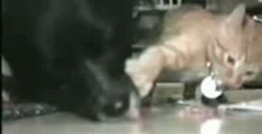 во , нармальный кот