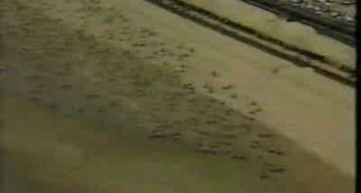 интиресное видео с моциком