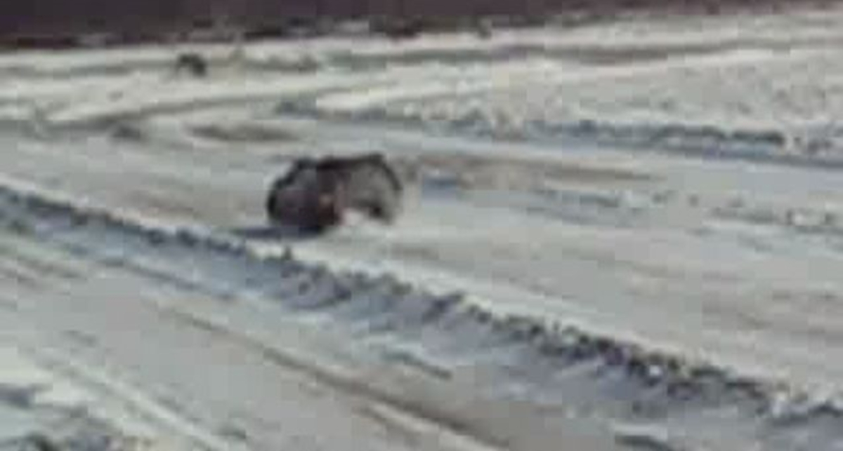 16.02.2008 ТЕХНОРИНГ