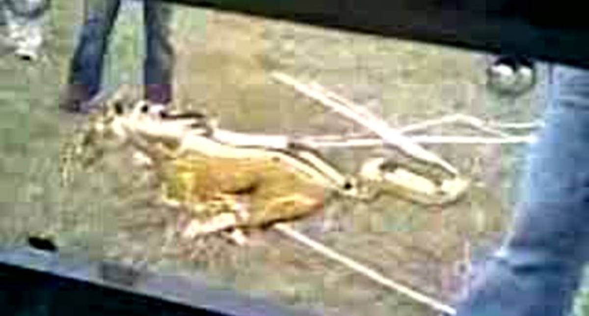 выхлоп форда мустанга.... 4.2 литра....