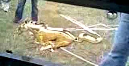 выхлоп форда мустанга.... 4.2 литра....