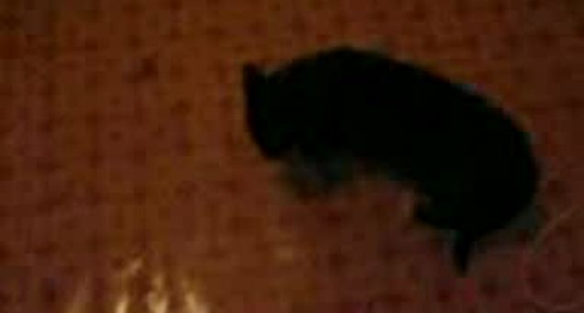 Котячий МОРТАЛ КОМБАТ!