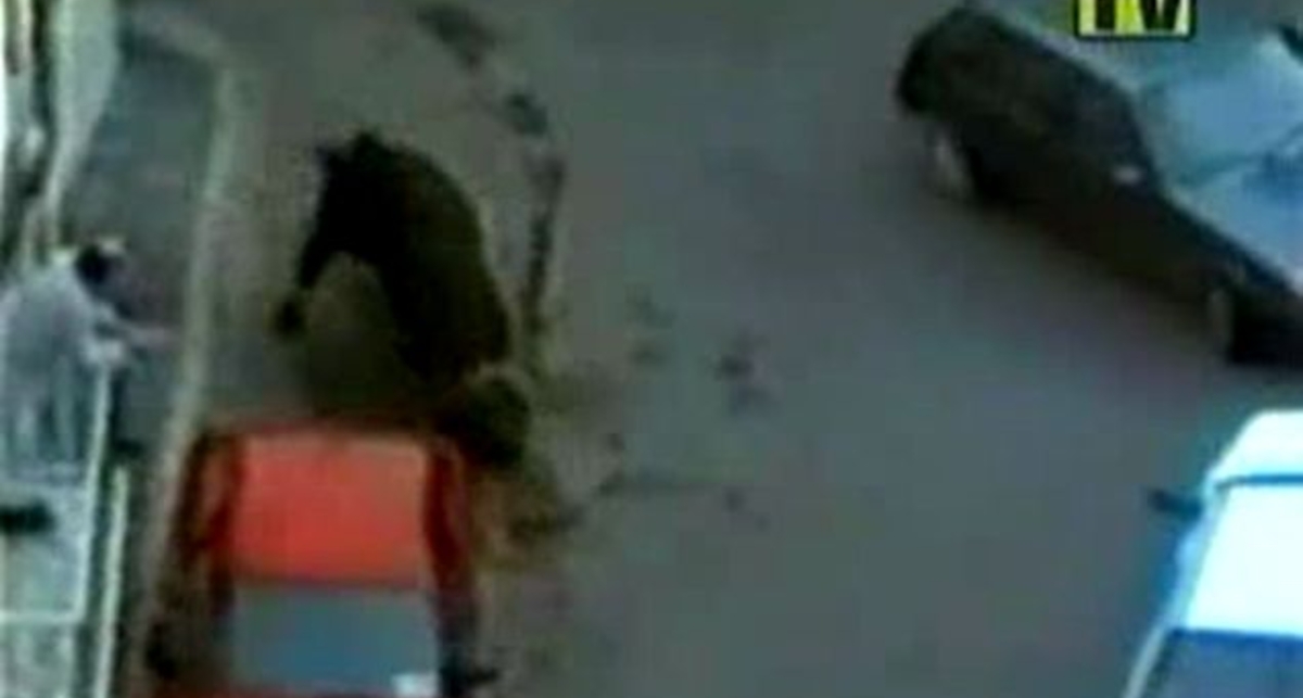 Атака на машину.... быка