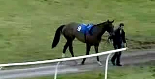 Упала лошадь!!!!