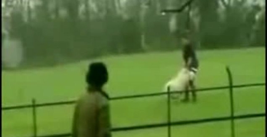 А что он там с овечкой делает?