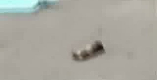 Скниловская авиакатастрофа