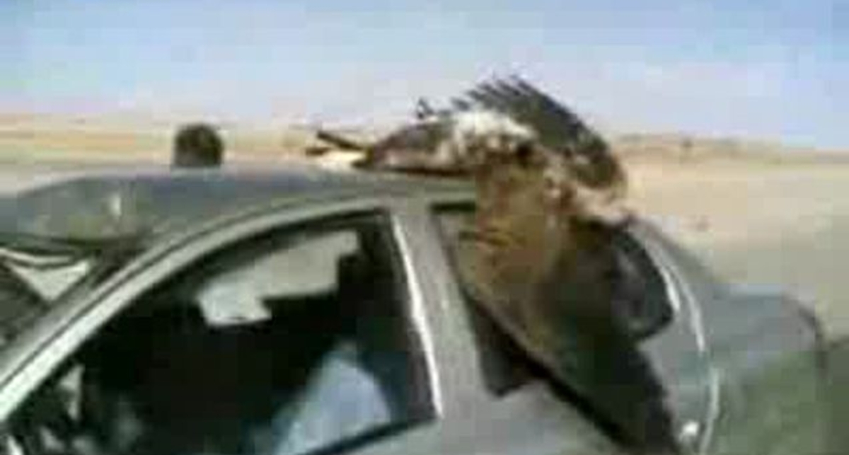 Птичку жалко