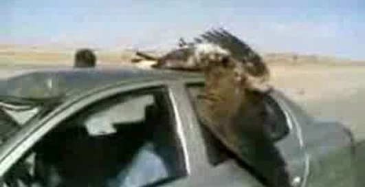 Птичку жалко