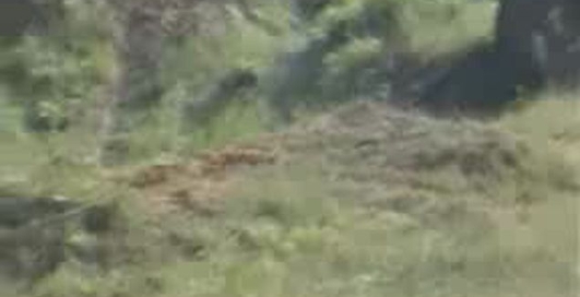 Грузовики упреодолевают настоящий Offroad