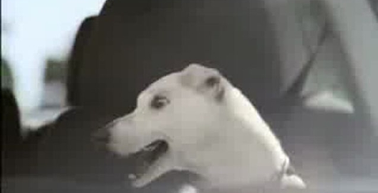 VW Polo хорош даже для собак