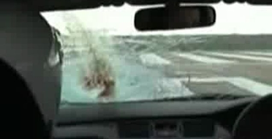 Сбили птичку