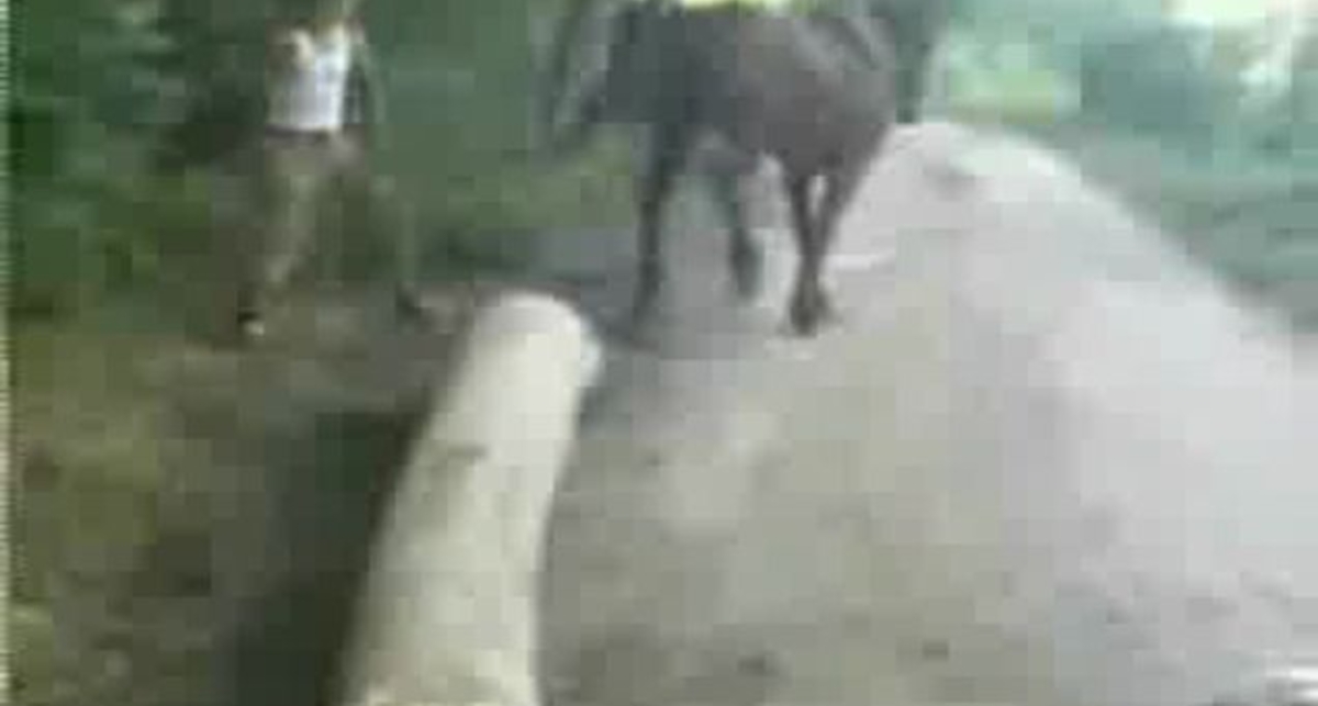 Не следует так обижать коня