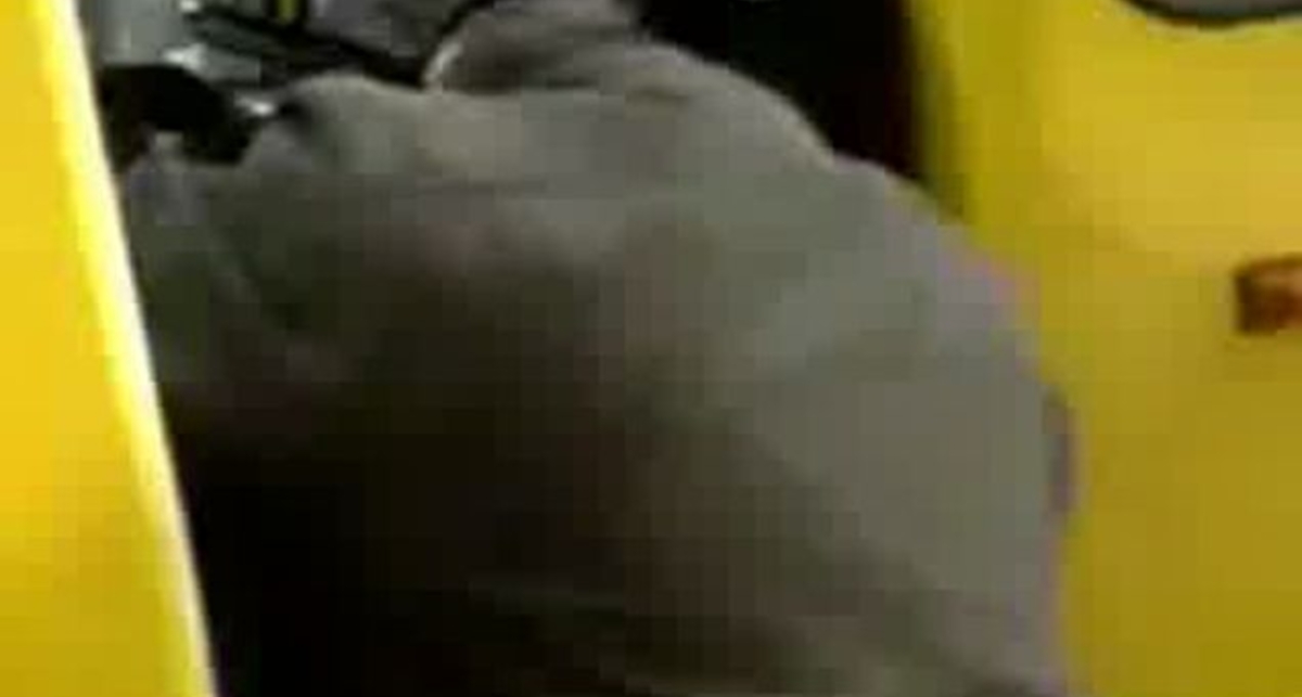 Пьяный водитель школьного автобуса въехал в сугроб