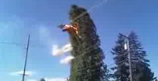 Провода отомстили дереву