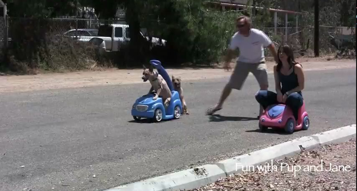 Собака vs девушка