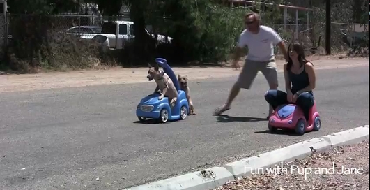 Собака vs девушка