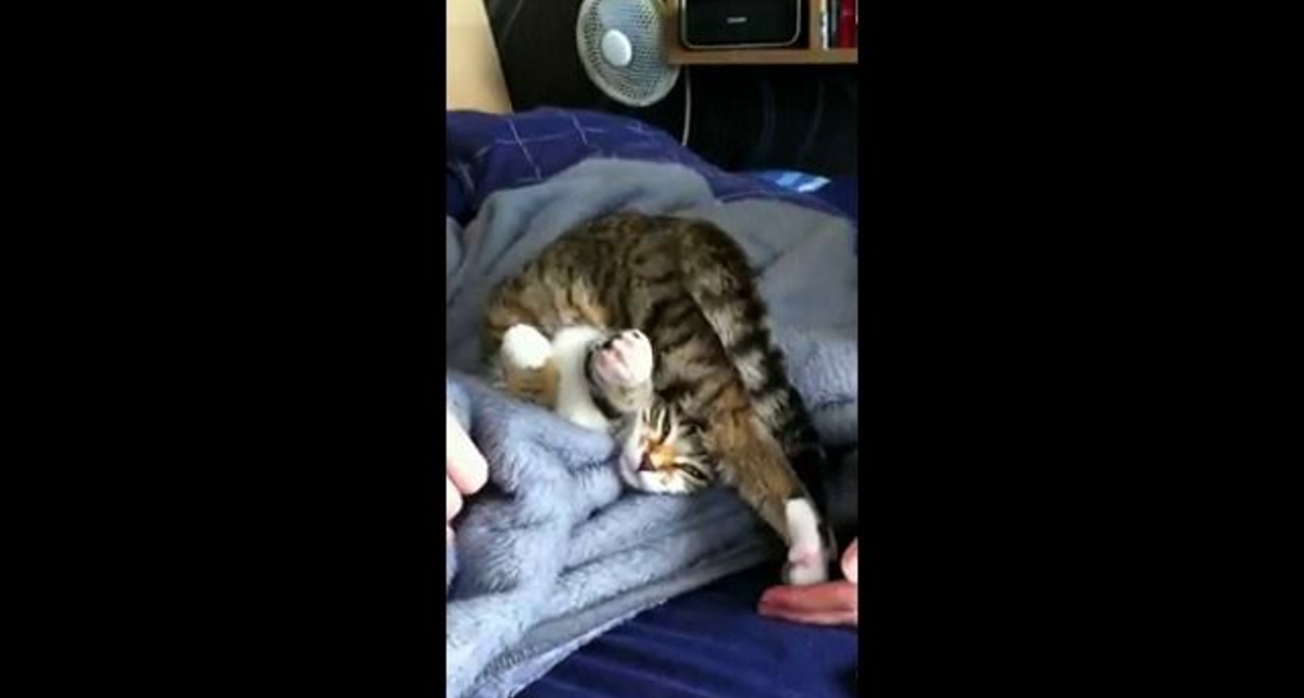 Кот любит сидеть на своей голове
